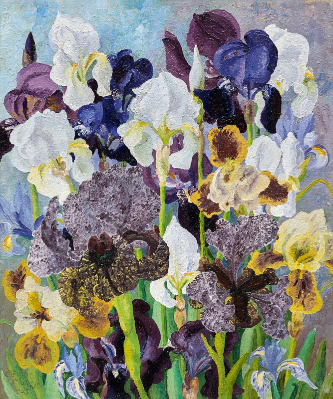 May Flowering Irises à Cedric Morris