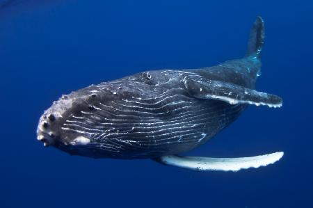 Humpback Whale calf, Reunion Island