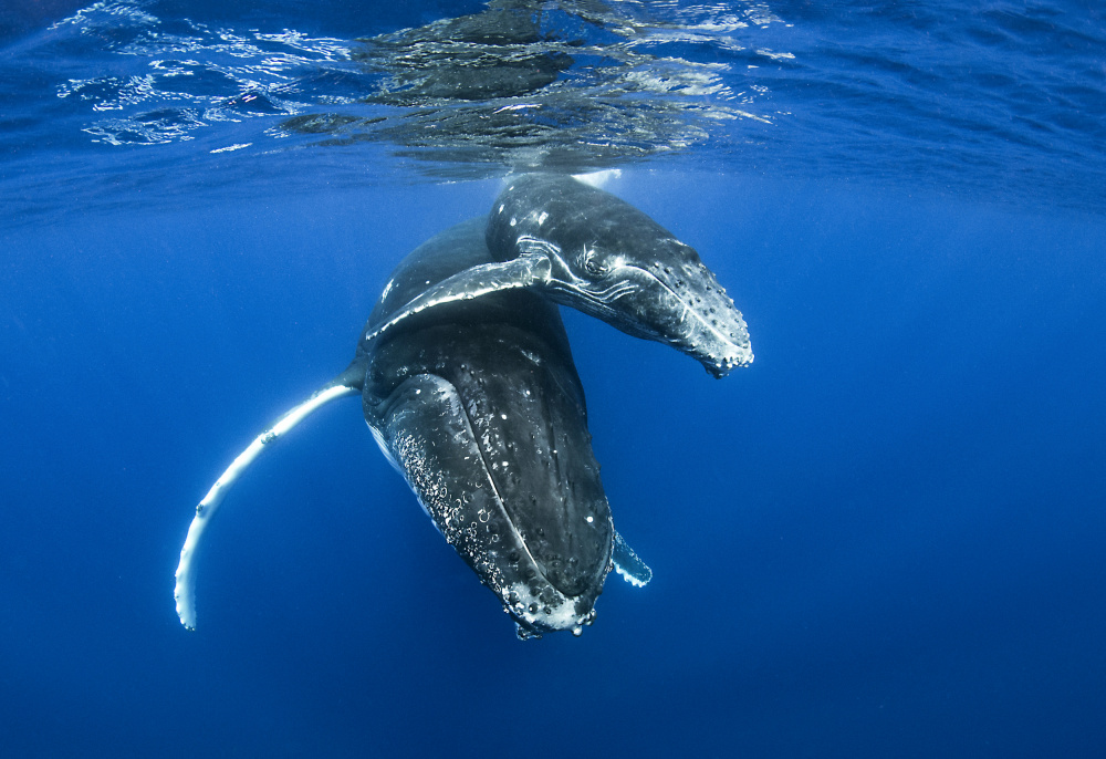 Humpback whales à Cédric Péneau