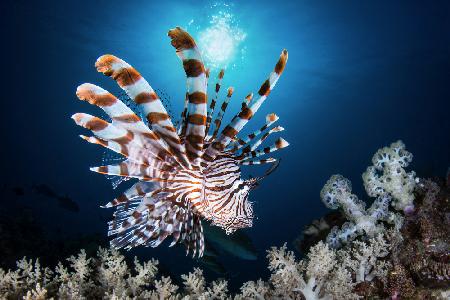 Lionfish