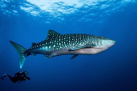 Whale shark and diver