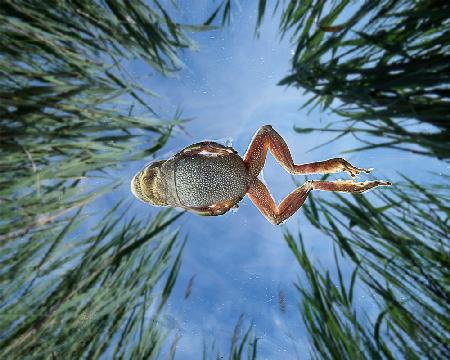 Jump in the reeds