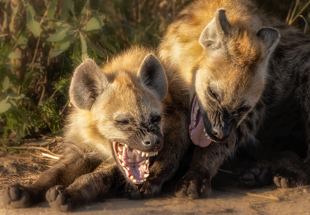 ...sibling rivalry.. à Charlaine Gerber