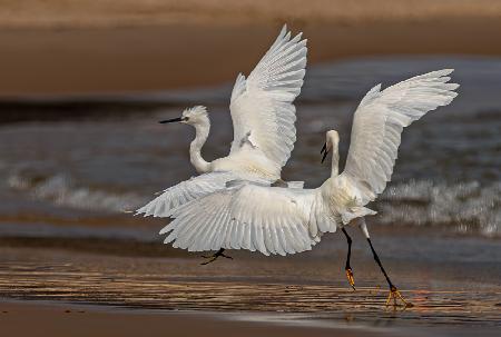 ...the Heron fight...