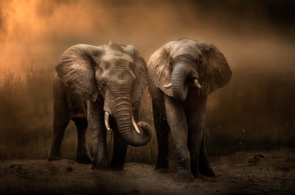 Elephants dust bath... à Charlaine Gerber