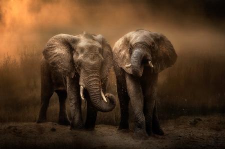 Elephants dust bath...