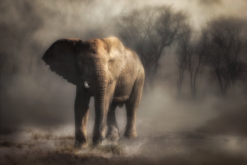 “....elephant drinking water...’ à Charlaine Gerber