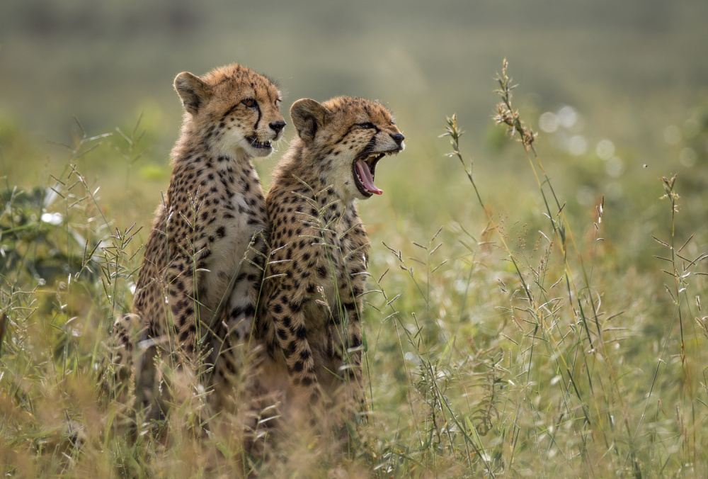 Cheetah brothers yawning à Charlaine Gerber