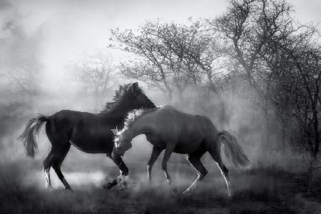 Playing in the dust...