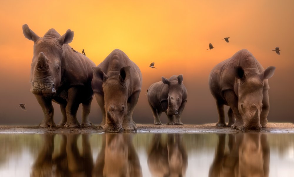 Rhinos by the water..... à Charlaine Gerber