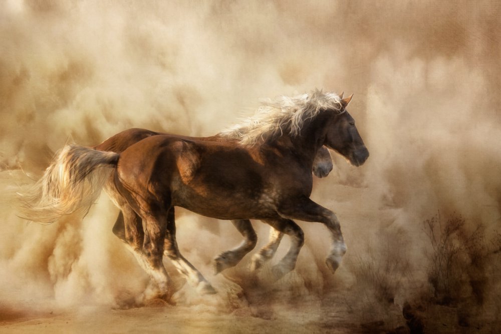 Horses in the dust... à Charlaine Gerber