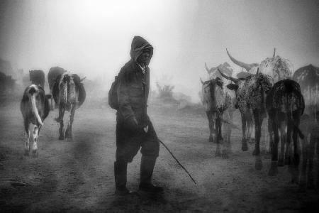 ...cattle herd in the mist...