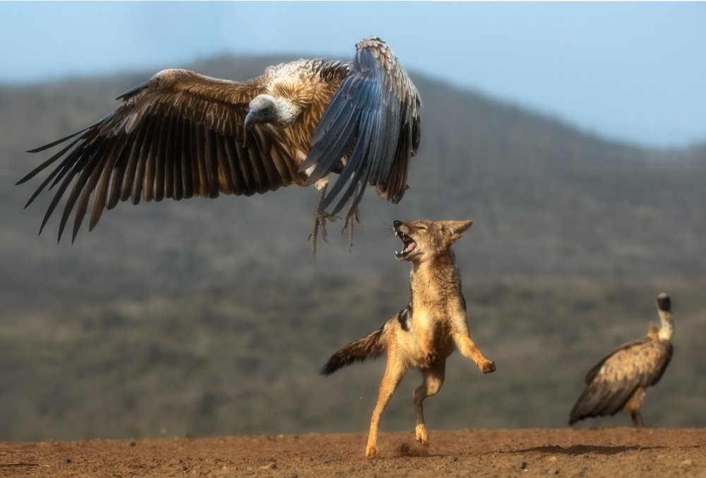 Jackal chasing vulture... à Charlaine Gerber