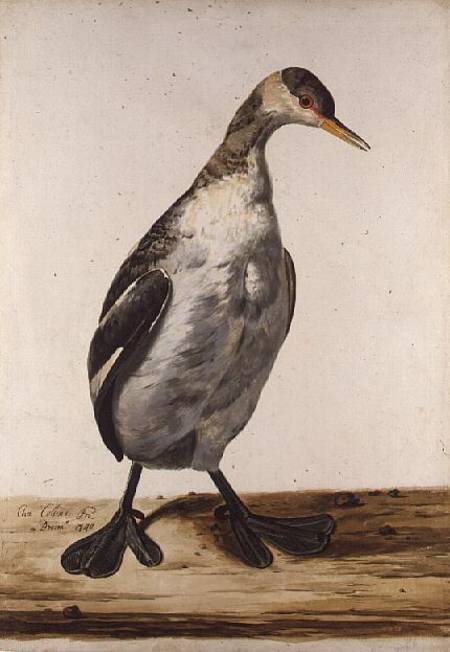 The Greater Loon à Charles Collins