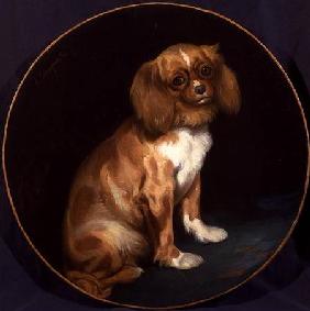 A King Charles Spaniel