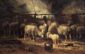 The Large Sheepfold