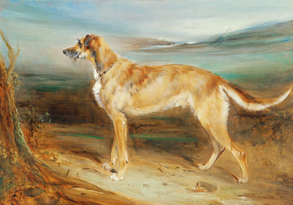 A Scottish Deerhound à Charles Hancock