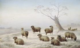 Sheep in Snow