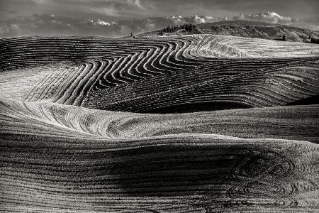 Artistic wheat fields