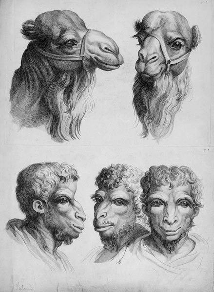 Similarities Between the Head of a Camel and a Man, from 'Livre de portraiture pour ceux qui commenc à Charles Le Brun