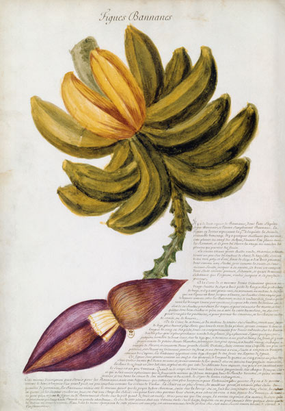 Banana / Ch.Plumier à Charles Plumier