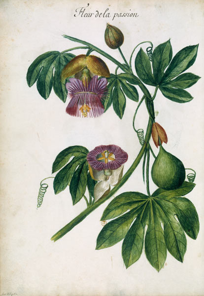 Passionflower / Ch.Plumier à Charles Plumier