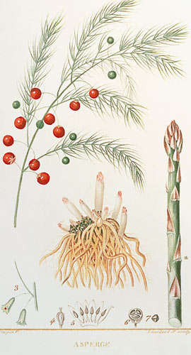 Asparagus: from "Flore Medicale", 1814 à Chaumeton