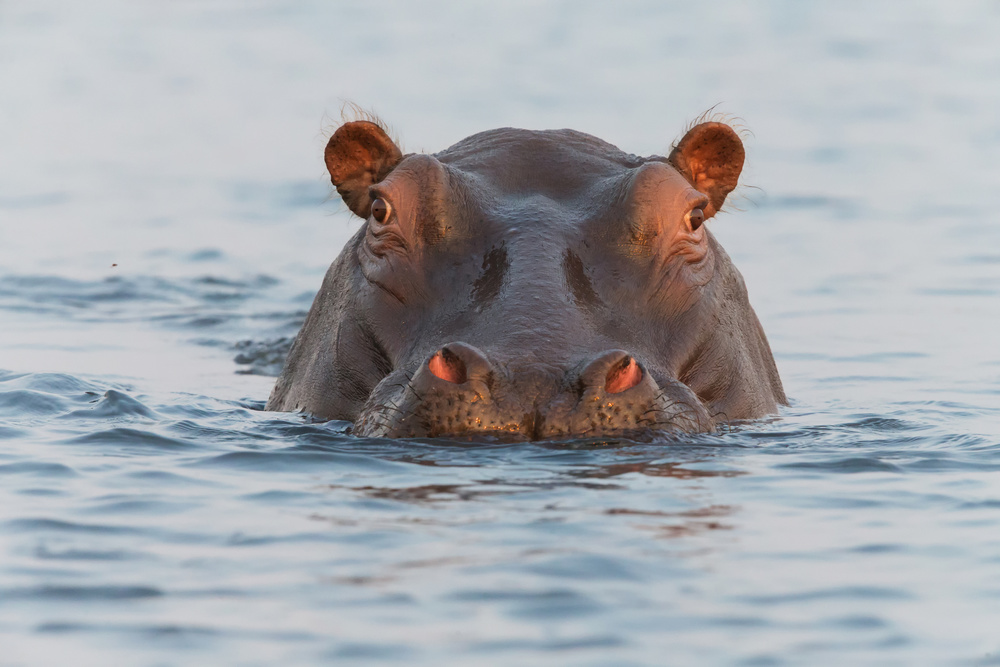 On Chobe River à Cheng Chang