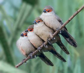 Common Waxbill