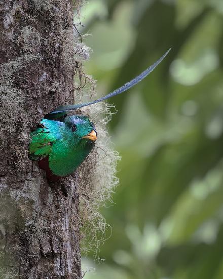 The nest is not deep enough.