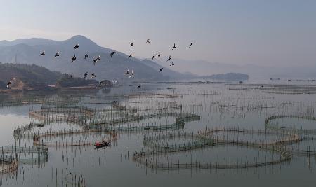 An aquaculture farm at Fuding