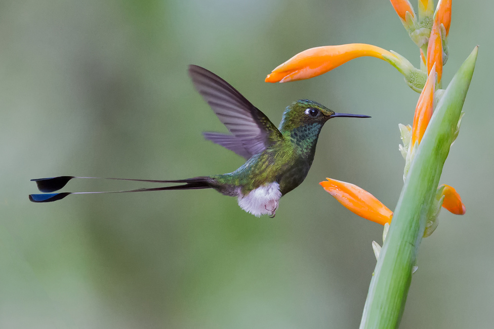 Hummingbird and flower à Cheng Chang