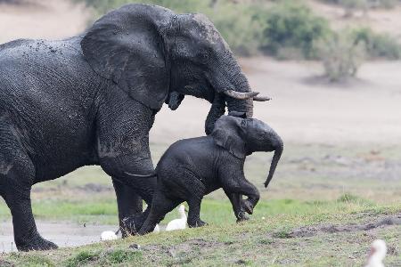 Mom, see how fast I can walk.