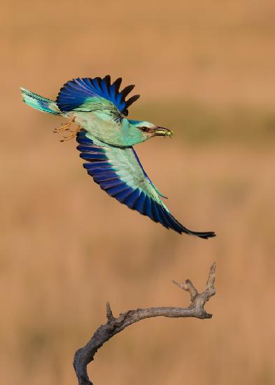 European Roller in breeding