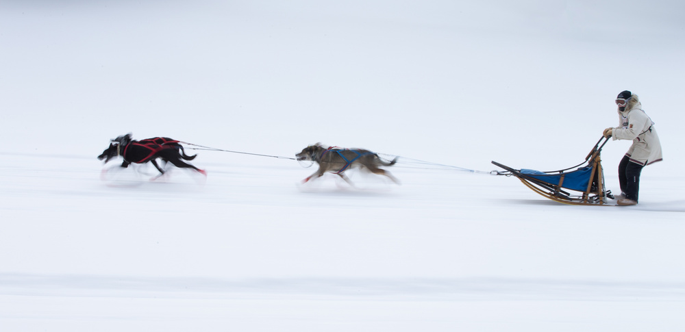 Sled dogs race - 1 à Cheng Chang