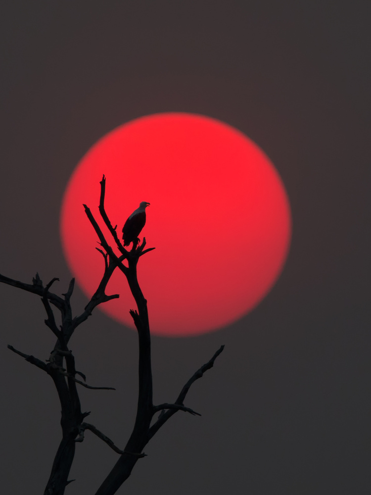 Sunset on Chobe River à Cheng Chang