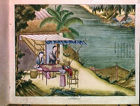 Ms 202 f.6 Sorting the Cocoons, from a book on the silk industry  on à Ecole chinoise