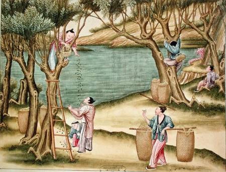 Collecting mulberries, from a book on the silk industry à Ecole chinoise