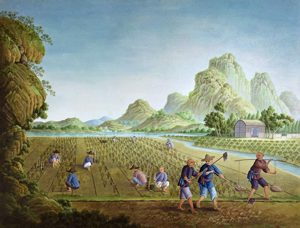 Rice cultivation in China, transplanting plants (colour litho) à Ecole chinoise, (18ème siècle)