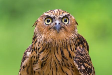 Buffy Fish Owl Potrait