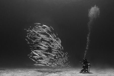 Diver and School