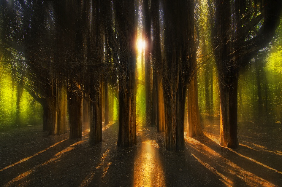Enchanted Forest à Chris Kaddas