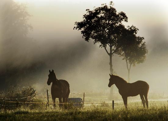 Pferde im Morgennebel à Christian Hager
