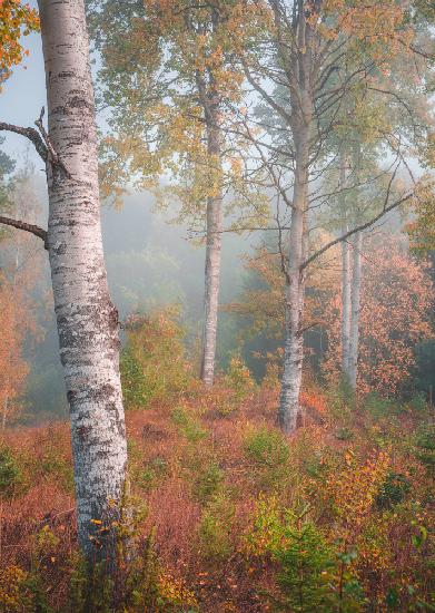 Birchtrees in morning fog
