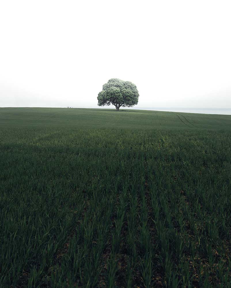 The lonely oak tree à Christian Lindsten