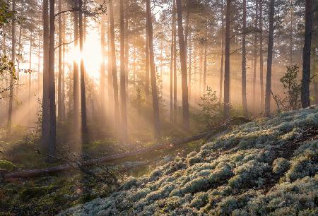 Fog in the forest with white moss in the forground