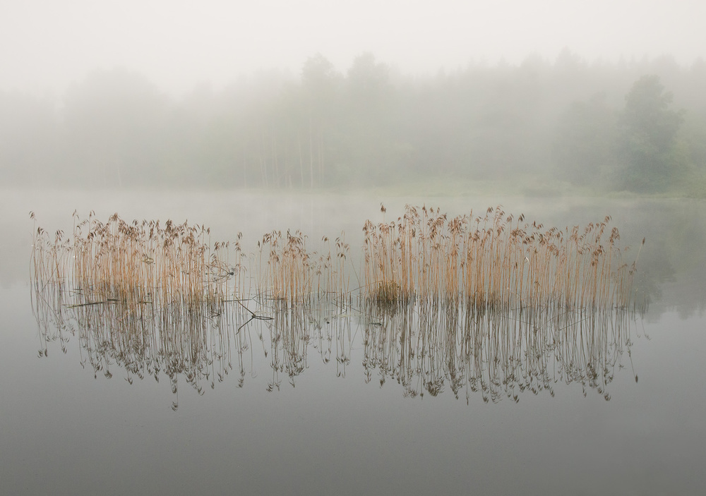 Misty morning à Christian Lindsten