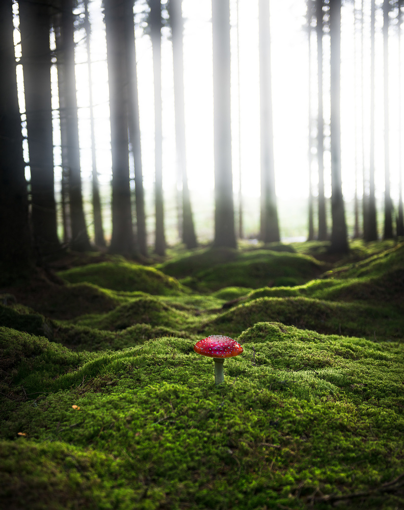Red mushroom in the green forest à Christian Lindsten
