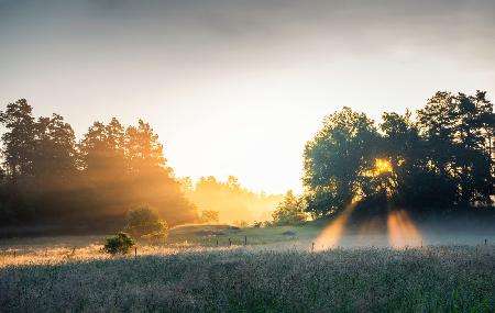 Summer field with sunrays