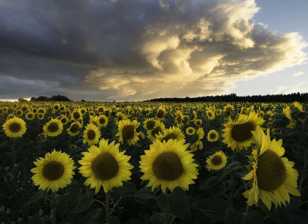 Sunflowers in Sweden. à Christian Lindsten
